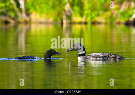 Close up view of two Common Loons face to face on Beach Lake, Chugach State Park, Southcentral Alaska, Summer Stock Photo