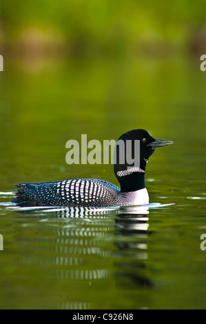 Close up view of a Common Loon swimming on Beach Lake, Chugach State Park, Southcentral Alaska, Summer Stock Photo
