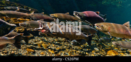 Underwater view of a gaping Coho salmon among others and a Sockeye salmon in Hartney Creek, Copper River Delta, Alaska Stock Photo