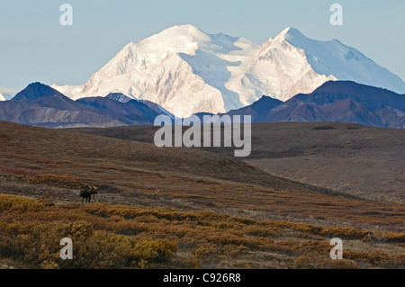 Adult bull moose standing on tundra in Sable Pass with Mt. McKinley in the background, Denali National Park, Alaska, Autumn Stock Photo