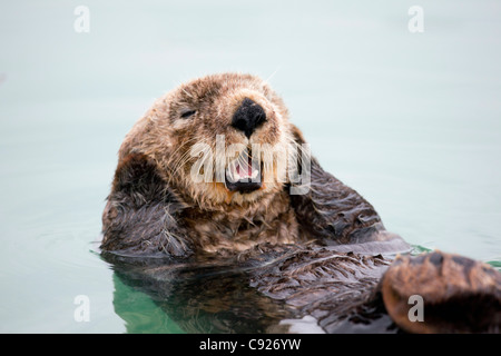 An adult Sea Otter floats in the calm waters of the Valdez Small Boat Harbor, Southcentral Alaska, Summer Stock Photo