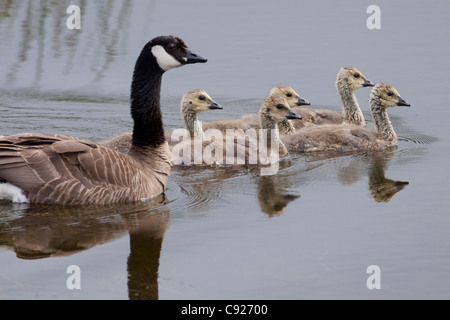 Canada Goose and goslings swim in Potter Marsh near Anchorage, Southcentral Alaska, Summer Stock Photo