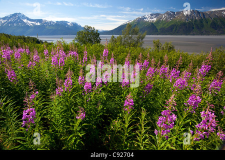 Fireweed blooms along the Seward Highway with Fireweed in foreground, Turnagain Arm, Southcentral Alaska, Summer Stock Photo