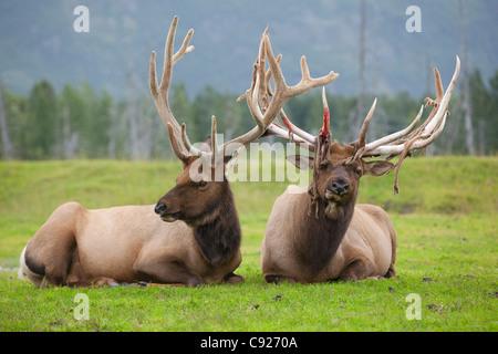 A pair of captive Roosevelt elk lay in the green grass at Alaska Wildlife Conservation Center, Southcentral Alaska, Summer Stock Photo