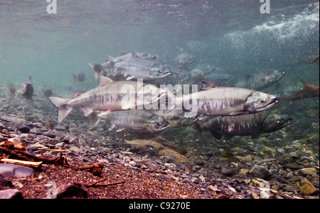 Underwater view of Chum salmon on their spawning migration in Hartney Creek, Copper River Delta, Prince William Sound, Alaska Stock Photo