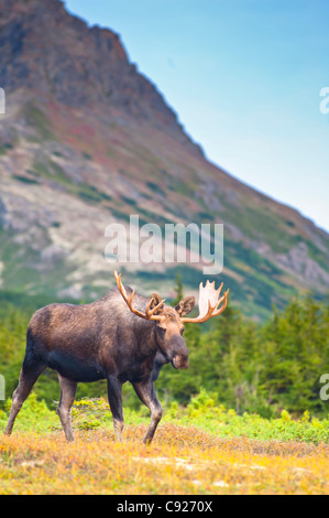 A bull moose in rut walking in a wooded area near Powerline Pass in Chugach State Park, Anchorage, Southcentral Alaska, Autumn Stock Photo