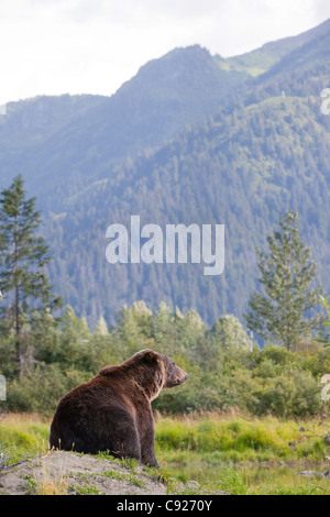 An adult Brown bear sits on a mound with the Chugach Mountains in the background, Alaska. Stock Photo