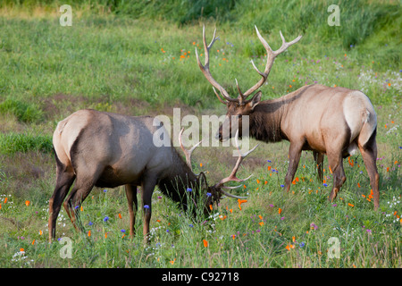A pair of Rocky Mountain Elk bulls feed in a field, Alaska Wildlife Conservation Center, Southcentral Alaska, Summer. Captive Stock Photo