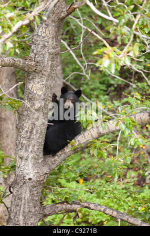 Sub adult Black bear sits high in a tree near the Seward Highway, Southcentral Alaska, Summer Stock Photo