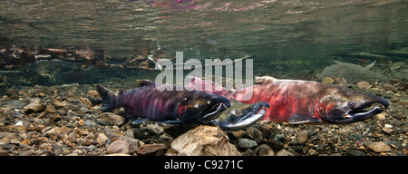 Underwater view of Coho & Sockeye salmon on the spawning ground in Power Creek, Copper River Delta, Prince William Sound, Alaska Stock Photo