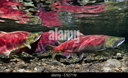 Underwater view of mature Sockeye salmon on the spawning ground in Power Creek, Copper River Delta, Prince William Sound, Alaska Stock Photo