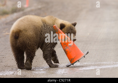 A sub adult Grizzly bear gnaws on an orange road construction cone along the Park Road in Denali National Park, Alaska Stock Photo