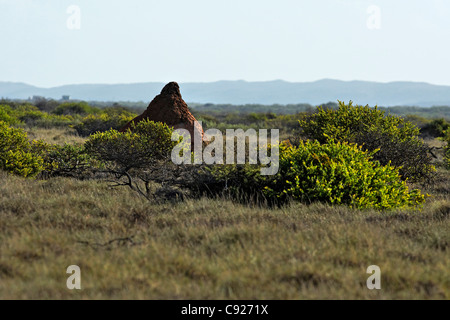 Red Termite Nest, Cape Range National Park, Exmouth Western Australia Stock Photo