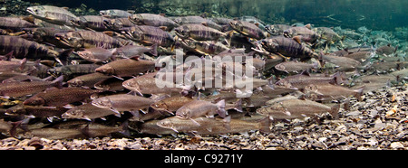 Fish, trout, chum salmon, humpback, a piece baked, grilled, with a slice of  lemon and lettuce Stock Photo - Alamy