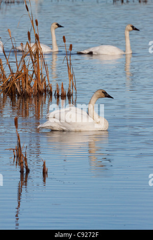 Three Trumpeter Swans swim in the blue water of Potter Marsh near Anchorage, Southcentral Alaska, Autumn Stock Photo