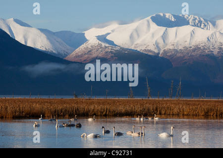 A grouping of Tundra and Trumpeter Swans feed in a pond near Girdwood, Turnagain Arm, Alaska Stock Photo