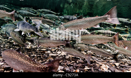 Fish, trout, chum salmon, humpback, a piece baked, grilled, with a slice of  lemon and lettuce Stock Photo - Alamy