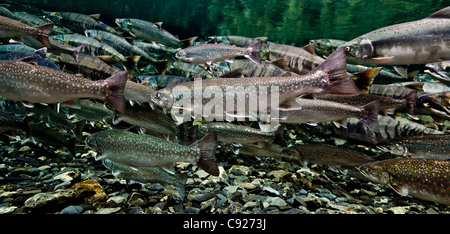 Fish, trout, chum salmon, humpback, a piece baked, grilled, with a slice of  lemon and lettuce Stock Photo - Alamy