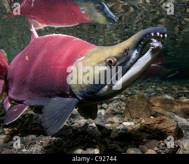 Underwater view of mature Sockeye salmon male in Power Creek, Copper River Delta near Cordova, Prince William Sound, Alaska Stock Photo