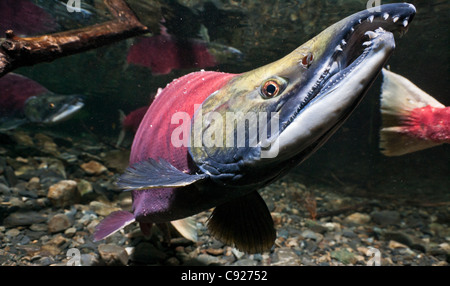 Underwater view of mature Sockeye salmon male in Power Creek, Copper River Delta near Cordova, Prince William Sound, Alaska Stock Photo