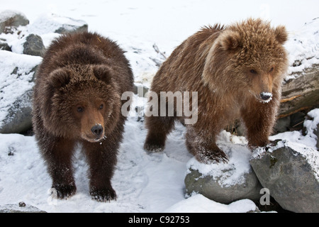 CAPTIVE: Pair of Kodiak Brown bear cubs, Alaska Wildlife Conservation Center, Southcentral, Alaska, Winter Stock Photo