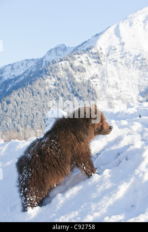 CAPTIVE: Kodiak Brown bear male cub stands on a snowy hill with a snowcovered Chugach Mountains in the background, Alaska Stock Photo