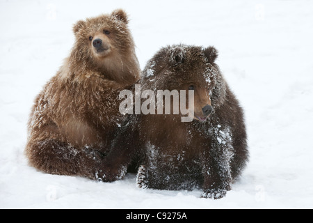 CAPTIVE: Pair of Kodiak brown bear cubs play and wrestle in the snow at Alaska Wildlife Conservation Center, Alaska