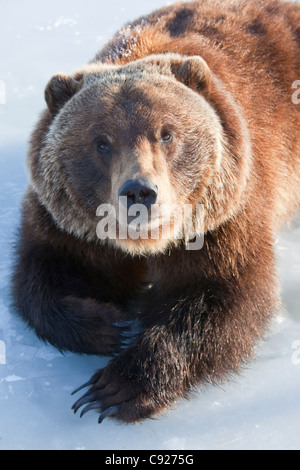 CAPTIVE: Adult grizzly lays on the ice with his paws crossed and eye contact, Alaska Wildlife Conservation Center, Alaska