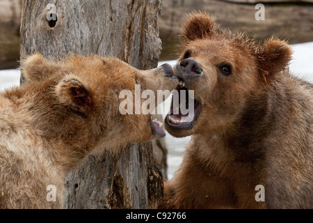 CAPTIVE: Pair of captive Kodiak Brown bear cubs growl at each other with open mouths and teeth showing, Alaska Stock Photo