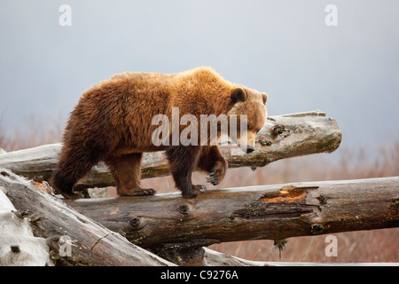 CAPTIVE: Brown bear female walks along a log pile at Alaska Wildlife Conservation Center, Southcentral Alaska, Spring