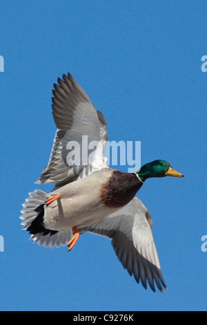 Mallard drake spreads its wings and prepares to land at a small pond in Anchorage, Southcentral Alaska, Spring Stock Photo