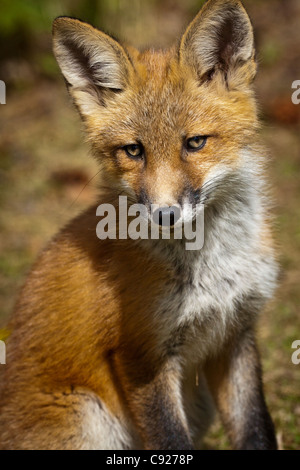 Portrait of a Red fox kit near its den on the Anchorage Hillside in Summer, Southcentral Alaska