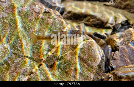 Underwater view of a Coho salmon fry rearing in Eccles Creek, a tributary of Orca Inlet, Prince William Sound, Cordova, Alaska Stock Photo