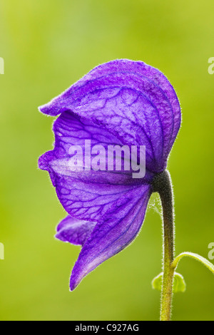 Closeup of Monkshood in Archangel Valley at Hatcher Pass, Talkeetna Mountains, Southcentral Alaska, Summer Stock Photo