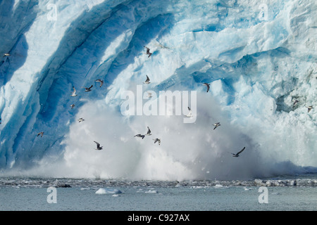 Black-legged kittiwakes by calving ice off the face of Blackstone Glacier east of Whittier in Prince William Sound, Alaska Stock Photo