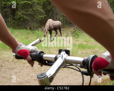 Female mountain bicyclist bikes near a cow and calf moose in Far North Bicentennial Park Anchorage, Southcentral Alaska, Summer Stock Photo