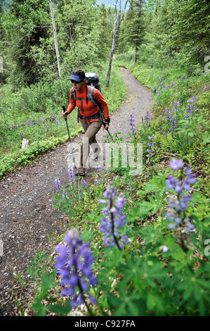Woman hikes through Nootka lupine during a backpacking trip on Resurrection Pass Trail in the Chugach National Forest, Alaska Stock Photo