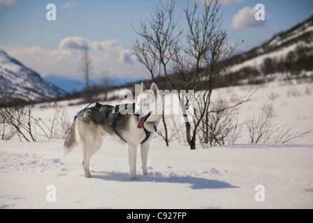 Siberian Husky wearing a chest harness standing in snow on Archangel Trail near Hatcher Pass, Talkeetna Mountains, Alaska Stock Photo