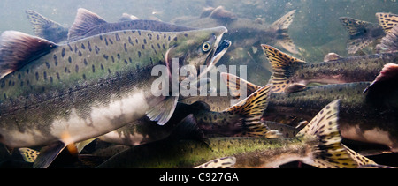 Underwater view of maturing Pink salmon on their spawning migrations in Eccles Creek, a tributary of Orca Inlet, Alaska Stock Photo