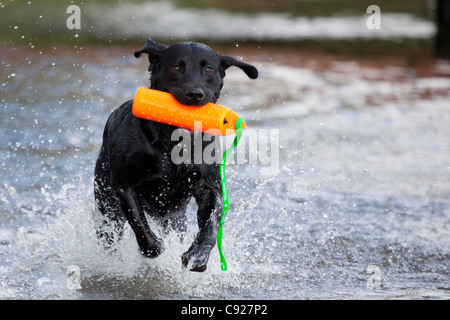 Black Labrador Retiever splashing through water with a retrieving toy, Alaska, Summer Stock Photo