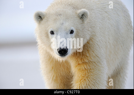 Portrait of a sub adult polar bear near Kaktovik on the northern edge of ANWR, Arctic Alaska Stock Photo