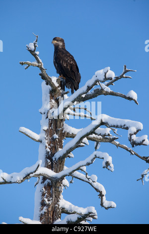 An immature Bald Eagle perches in a snow-covered earthquake-killed tree in the Portage Valley, Southcentral Alaska, Winter Stock Photo