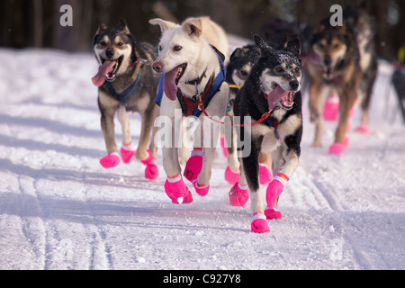 Newton Marshall's lead dogs running during the 2011 Iditarod Ceremonial Start in Anchorage, Southcentral Alaska, Winter Stock Photo