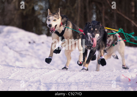 Zoya DeNure's lead dogs running during the 2011 Iditarod Ceremonial Start in Anchorage, Southcentral Alaska, Winter Stock Photo