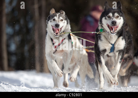Brennan Norden's lead dogs running during the 2011 Iditarod Ceremonial Start in Anchorage, Southcentral Alaska, Winter Stock Photo