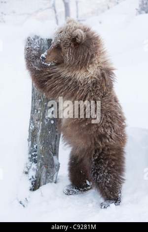 CAPTIVE: female Brown bear cub from Kodiak stands and holds onto a log the Alaska Wildlife Conservation Center, Alaska Stock Photo