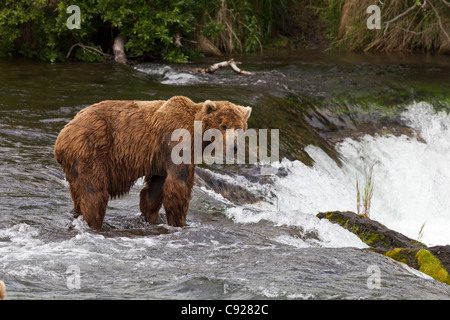 A lone Brown Bear male stands at the top of the Brooks Falls, Brooks Camp, Katmai National Park, Southcentral, Alaska, Summer Stock Photo