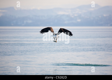 Bald Eagle flying away over the ocean with herring in its talons, Prince William Sound, Southcentral Alaska, Spring Stock Photo