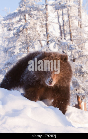 CAPTIVE: Female Kodiak Brown bear cub walking on a snow covered hill with snow covered trees in background, Alaska Stock Photo