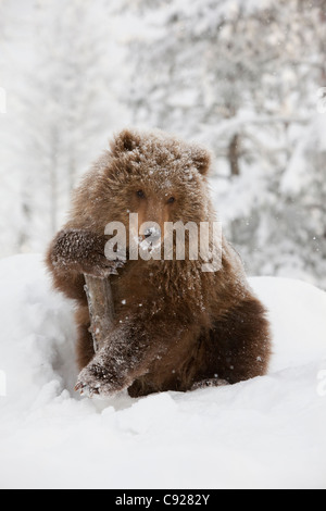 CAPTIVE: Female Brown bear cub from Kodiak holds onto a log while sitting on a snow covered hill in a snowstorm, Alaska Stock Photo